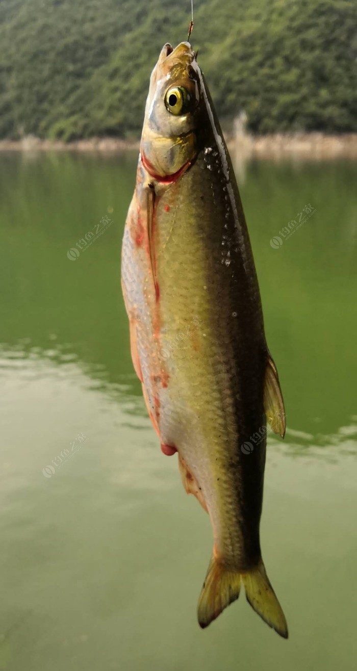 在贵州乌江清水口钓到的这尾鱼是什么鱼?