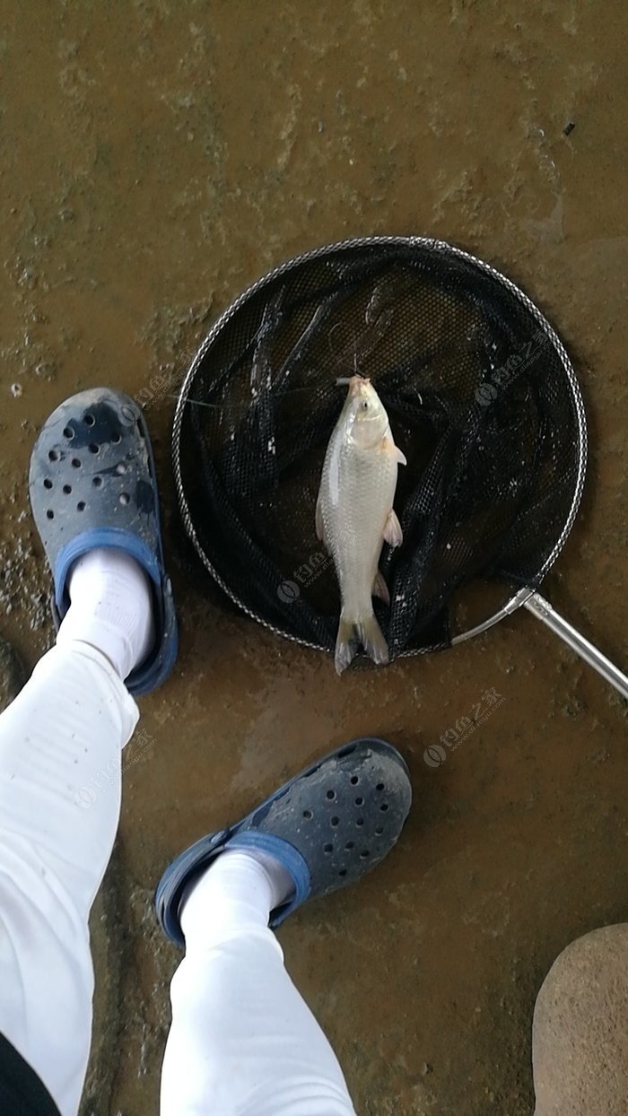 东平水道…雨后连杆狂口(贰 钓鱼之家