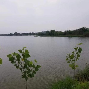 武汉市蔡甸区陈木阶水产品养殖场