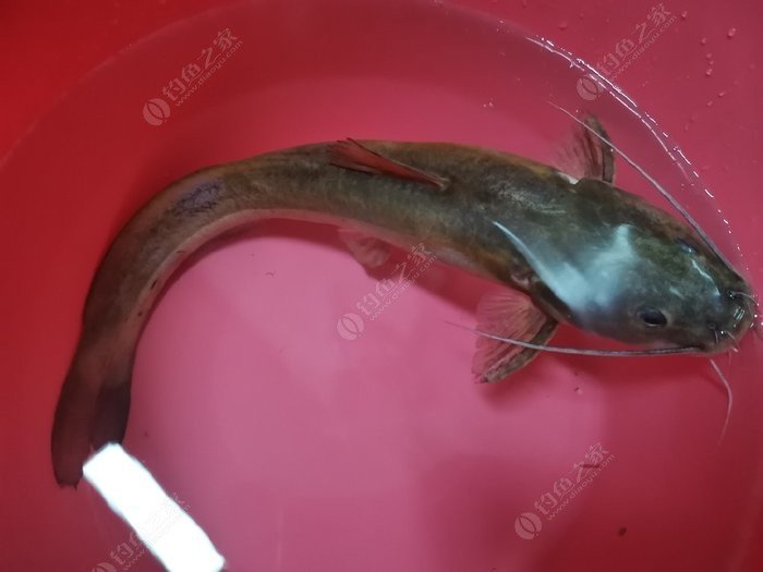 意外钓到不知名鱼有人说是牛尾巴湖南湘江河里也有这种鱼吗
