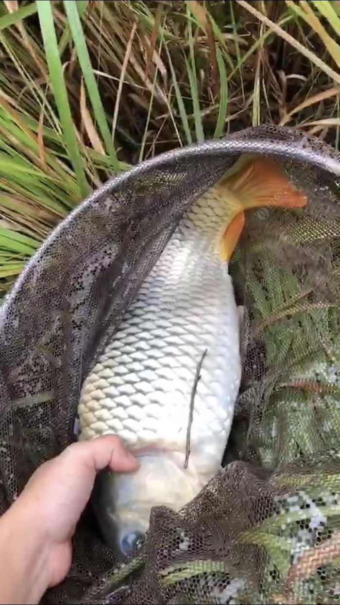 雨中探钓 终获大鲫大鲤