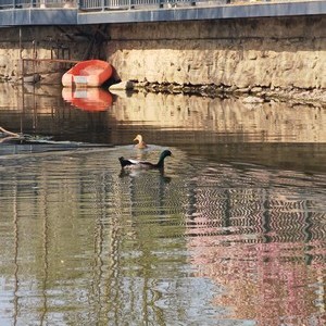 逸湖·钓鱼猴垂钓基地