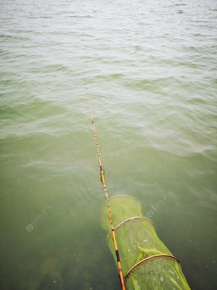 常德柳叶湖钓鱼图片