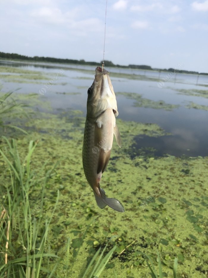 白马湖钓鱼图片