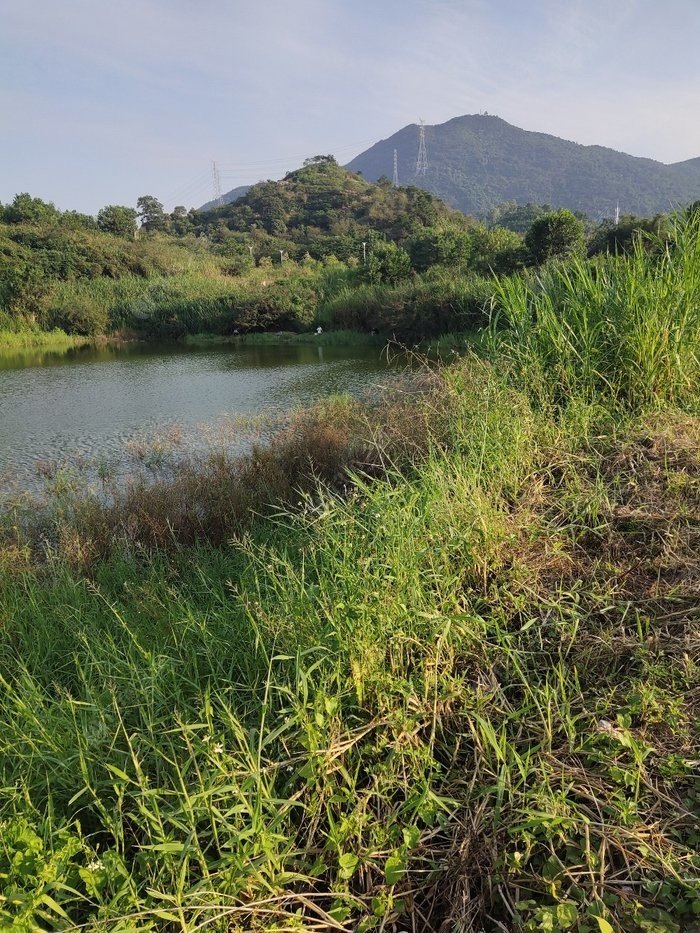 坪山河有水深点儿的地方么?