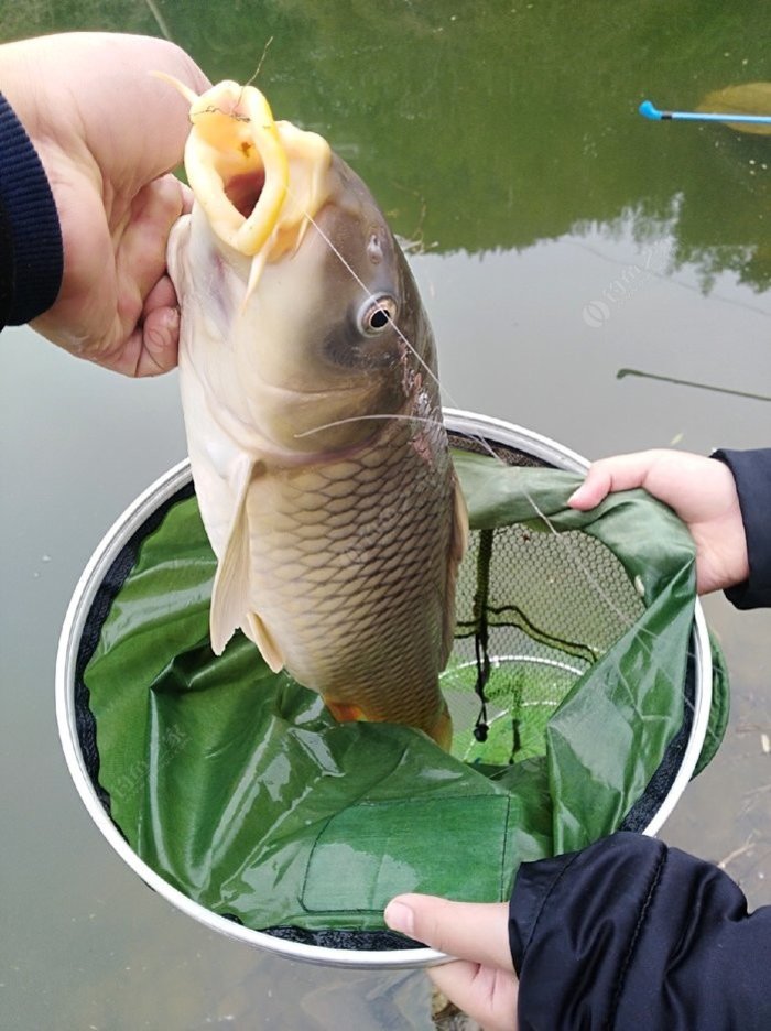 南京九龙湖公园钓鱼图片