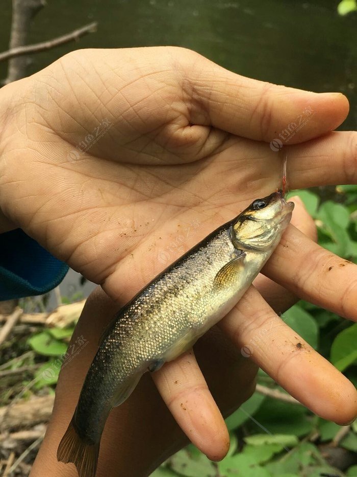 牡丹峰山间的美味——柳根鱼