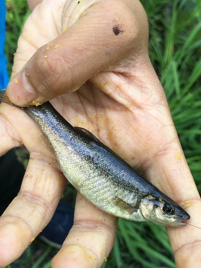 牡丹峰山间的美味——柳根鱼