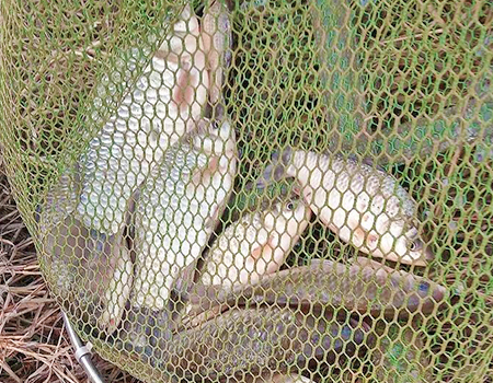 冬季野釣多打兩個窩，魚獲一般都比現打的窩子上魚多。