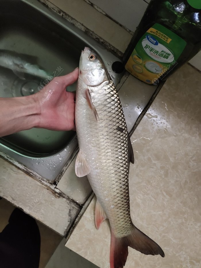 這魚是紅眼還是麥鯪?