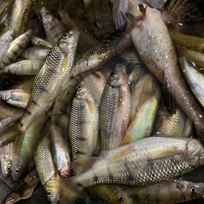 广东溪流鱼种类图片