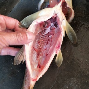 黄麻清水鱼无污染