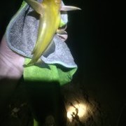 夜釣黃丫頭新發現：“逗釣”的誘釣對黃丫頭也有效