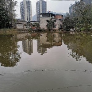 阳阳钓鱼池