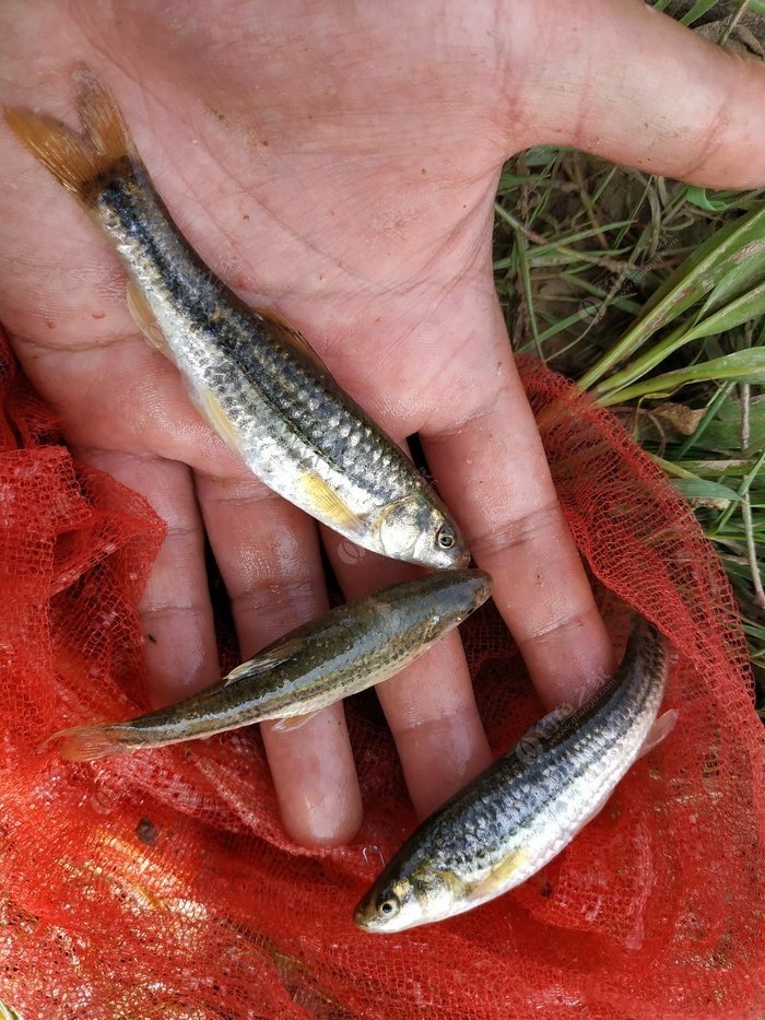 溪流釣魚解鎖新魚種,溪石斑