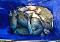 三岔湖垂釣之242 最“不務正業”的一次掃黃。