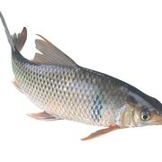 【818】分享一些釣土鯪魚的實戰經驗，及常用餌料