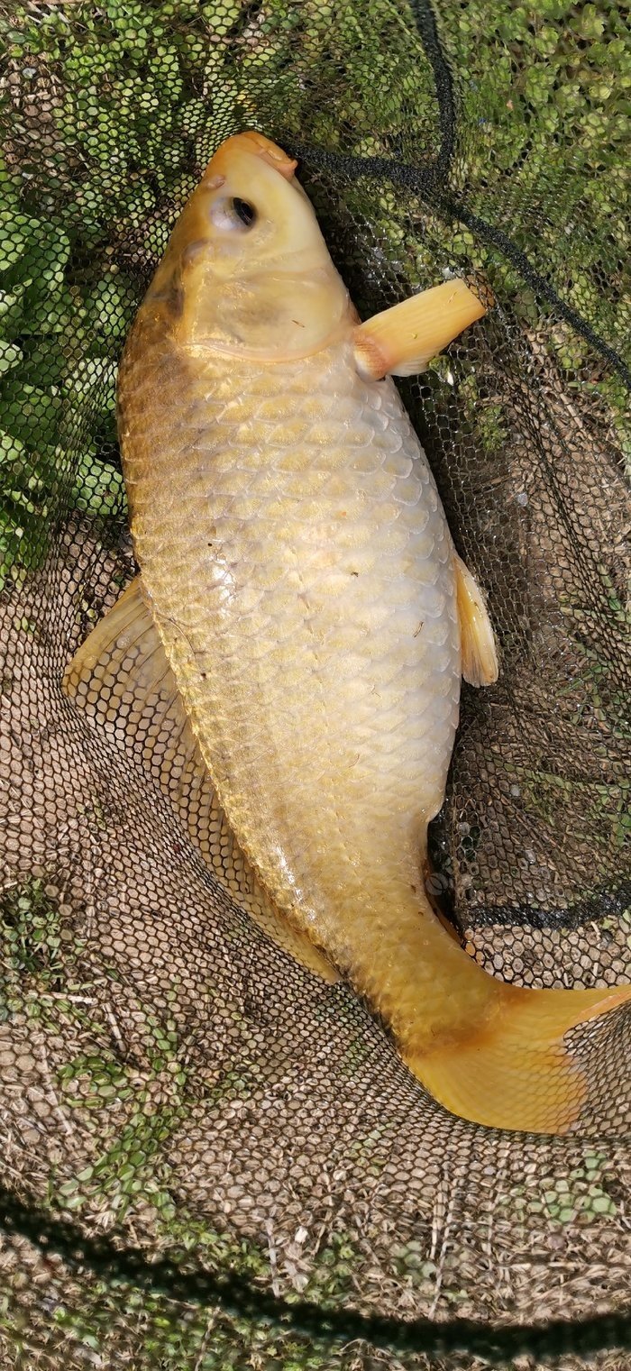 第一次钓到金黄色鲤鱼,还是个妈妈,在阳光下真是漂亮