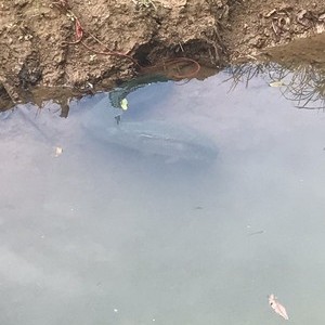 浏阳河车田塅洄水湾