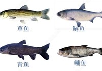 四大家魚的來歷與釣法