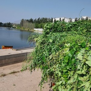 天津天鹅湖钓场