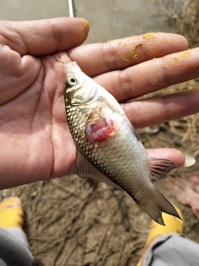 新餌料新魚竿解鎖新物種,忘錄視頻後悔得大腿都拍紅