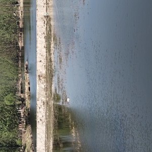观鸭河