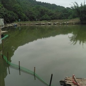 龙阳钓鱼场