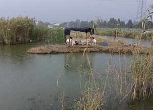 荷叶芦苇荡野生原塘鱼