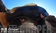 《全球釣魚集錦》 磯釣找到黑毛窩，又意外收獲大蘇眉一條！
