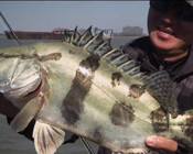 《EWE路亚》大江里的野生鳜鱼怎么钓？找对标点很重要！
