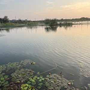 朱湖村私人鱼塘钓场