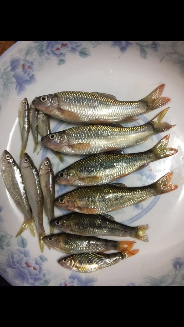 广东常见山坑鱼种类图片
