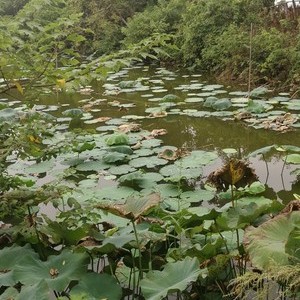 李家生态渔场