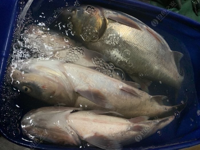 請問釣大頭什麼味型效果最好,用草莓香和蒜粉釣的還是鰱子魚