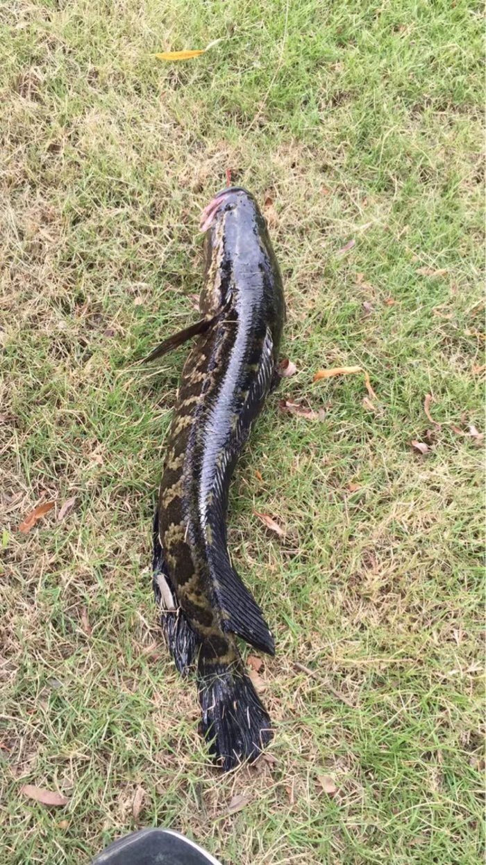 從蘇州空軍歸來都5點半了,不死心在太湖水廠旁邊甩幾桿還上魚了