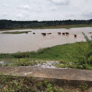 蜂子洞水库