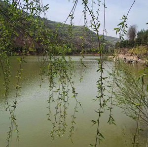 宗顾村张李沟钓场