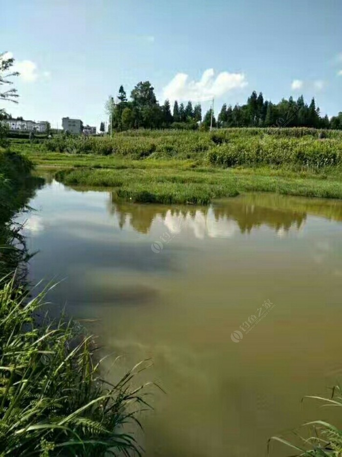 小荆州鱼塘