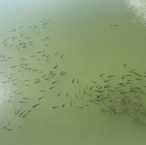 洮河如意湾垂钓园