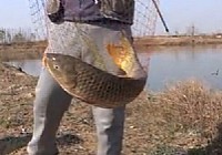 《垂钓对象鱼视频》冬季垂钓黄河故道5.4米手竿钓获20斤大鲤鱼视频