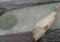 冬季冰釣鯽意外收獲野生大鯉魚