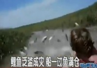 《垂釣對象魚視頻》野生鯉魚泛濫成災不用釣魚就滿艙的視頻