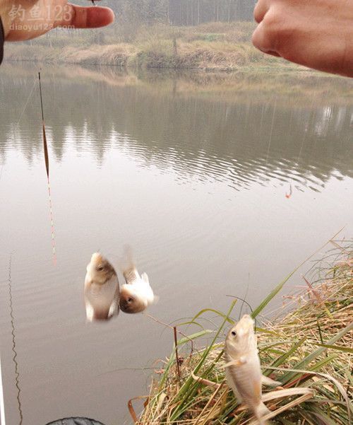 冬季出釣喜得滿滿一盆魚(yú)兒