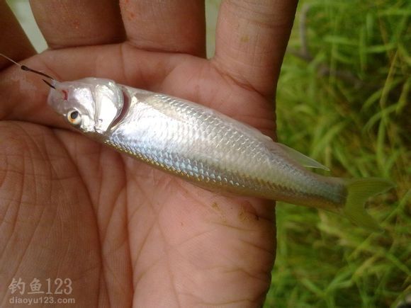 開桿釣上一條小馬口魚