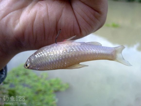 一尾小雜魚