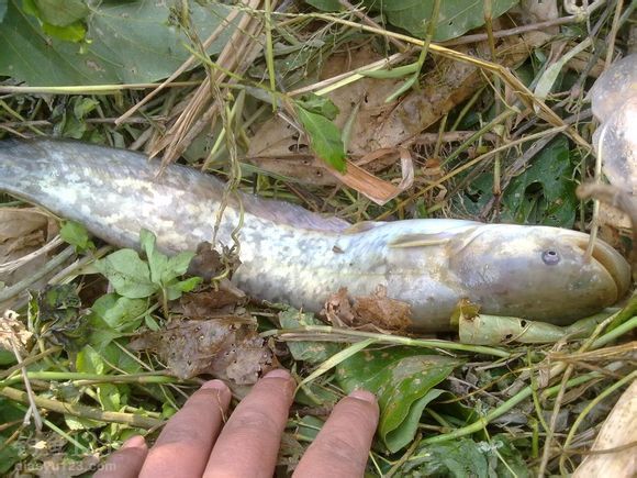 釣鯰魚