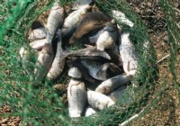 冬季野塘釣獲漏網之魚爆連雙飛各種上魚