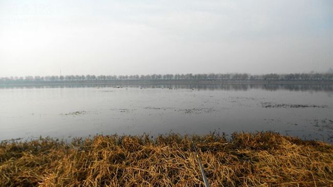 暖冬之日野外垂釣鯽魚滿滿一魚護(hù)