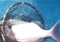 《鱼资渔味》20141216 大东海钓获90斤金枪鱼传奇